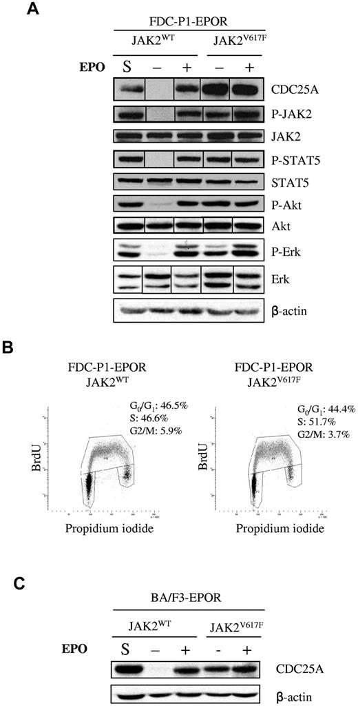 Figure 1. CDC25A is overexpressed and constitutively expressed in JAK2V617F-positive cell lines. (A) JAK2, STAT5, Akt, and Erk phosphorylation and protein levels were analyzed by Western blotting in FDC-P1–EPOR-JAK2WT and FDC-P1–EPOR-JAK2V617F cells. S indicates steady-state culture conditions; −, 12 hours of EPO deprivation; +, 12 hours of EPO restimulation (10 IU/mL). β-actin was used as a loading control. Western blots are representative of 3 independent experiments. Vertical lines have been inserted to indicate a repositioned gel lane. (B) Cell cycle distribution of JAK2WT and JAK2V617F-expressing FDC-P1–EPOR cells was analyzed by BrdU and propidium iodide costaining under normal culture conditions. Results are representative of 3 independent experiments. (C) Western blot analysis of CDC25A protein level in JAK2WT- and JAK2V617F- expressing BA/F3-EPOR cells. S indicates steady-state culture conditions; −, 12 hours of EPO deprivation; +, 12 hours of EPO restimulation (10 IU/mL). β-actin was used as a loading control. Western blots are representative of 3 independent experiments.