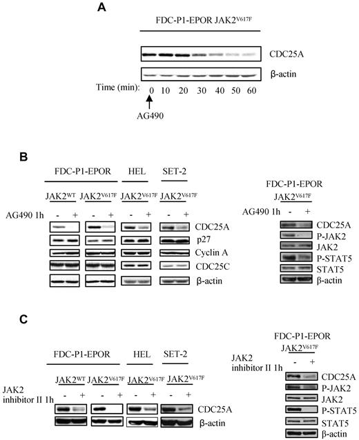 Figure 3. JAK2 activity is required for CDC25A up-regulation. (A) JAK2V617F-expressing FDC-P1 EPOR cells were treated with AG490 (50μM), an inhibitor of JAK2, harvested at indicated time, and subjected to Western blot analysis for CDC25A. (B) Left, JAK2WT and JAK2V617F-expressing FDC-P1 EPOR, HEL, and SET-2 cell lines were treated with AG490 (50μM, 1 hour) and subjected to Western blot analysis for the cell cycle regulators CDC25A, p27Kip1, cyclin A, and CDC25C. Right, Western blot analysis of P-STAT5, STAT5, P-JAK2, and JAK2 was performed in JAK2V617F-expressing FDC-P1 EPOR cell lines in response to AG490 treatment. (C) Left: JAK2V617F-expressing FDC-P1–EPOR and HEL cell lines were treated with JAK2 inhibitor II (50μM, 1 hour), an inhibitor of JAK2, and subjected to Western blot analysis for CDC25A. Right: Western blot analysis of P-STAT5, STAT5, P-JAK2, and JAK2 was performed in JAK2V617F-expressing FDC-P1 EPOR cell lines in response to JAK2 inhibitor II treatment. β-actin levels were used as control. Western blots are representative of at least 3 independent experiments.