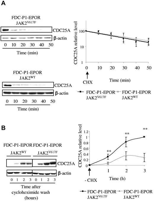 Figure 4. The presence of the JAK2V617F mutation induces an increase in CDC25A protein translation. (A) JAK2V617F and JAK2WT-expressing FDC-P1 EPOR cells were incubated with 10 μg/mL of cycloheximide (CHX), an inhibitor of protein translation, harvested at indicated times, and subjected to Western blot analysis of CDC25A (left). Quantification of CDC25A protein levels was performed by densitometric analysis normalized to β-actin level (right). The results are expressed as mean ± SD for 3 independent experiments. (B) JAK2V617F and JAK2WT-expressing FDC-P1–EPOR cells were incubated for 1 hour with 10 μg/mL of CHX, then washed (−CHX), and harvested at the indicated times. Cell lysates were prepared and subjected to Western blot to analyze the reappearance of CDC25A (left). CDC25A levels were determined by densitometric analysis normalized to β-actin level (right). The results are the means ± SD for 3 independent experiments. Vertical lines have been inserted to indicate a repositioned gel lane.