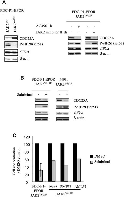 Figure 5. eIF2α regulates CDC25A downstream of JAK2V617F. (A) CDC25A and eIF-2α protein levels, as well as eIF-2α phosphorylation on ser 51, were analyzed by Western blot in JAK2WT and JAK2V617F-expressing FDC-P1–EPOR cells under normal conditions of culture or after 1 hour of treatment with AG490 or JAK2 inhibitor II. (B) CDC25A expression was analyzed by Western blot after 24 hours of treatment with Salubrinal, an inhibitor of eIF2α dephosphorylation, in JAK2V617F-expressing FDC-P1–EPOR cells or HEL cell lines. β-actin levels were used as control. Western blots are representative of 3 independent experiments. (C) FDC-P1–EPOR JAK2V617F and JAK2V617F-positive cells from 3 different patients (PV patient 5, PMF 3, and AML 1) were cultured in the presence or the absence of salubrinal at 75μM. Cells were stained with trypan blue and counted after 48 hours.