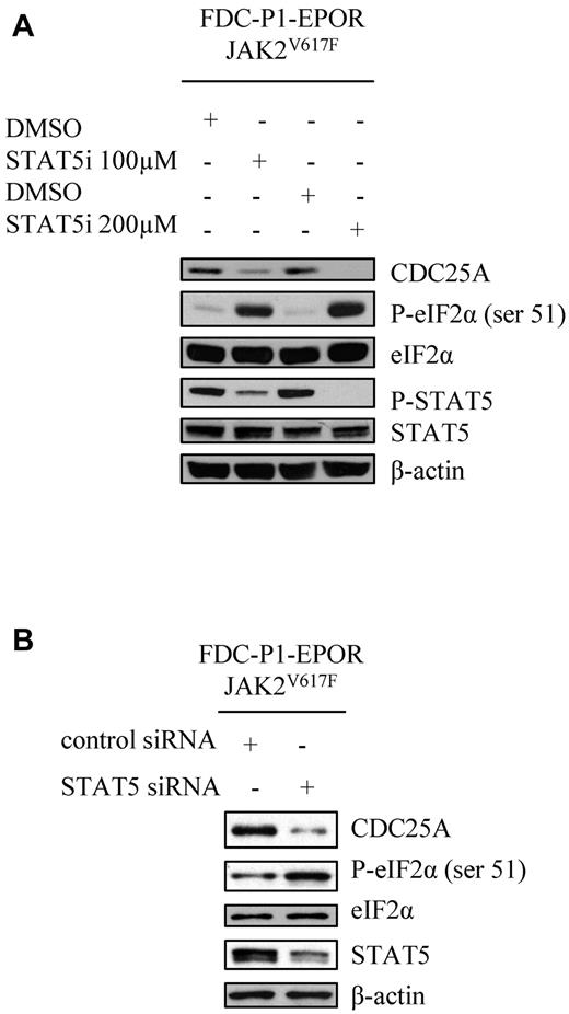 Figure 6. STAT5 regulates eIF2α downstream of JAK2V617F. (A) JAK2V617F-expressing FDC-P1–EPOR cells were treated with DMSO or STAT5 inhibitor (100 or 200μM for 1 hour) and CDC25A, P-eIF2α, eIF2α, P-STAT5, and STAT5 protein levels were analyzed by Western blot. (B) JAK2V617F-expressing FDC-P1–EPOR cells were transduced with control or STAT5 siRNA and CDC25A, P-eIF2α, eIF2α and STAT5 protein levels were analyzed by Western blot 8 hours after transfection. β-actin levels were used as control. Western blots are representative of 3 independent experiments.