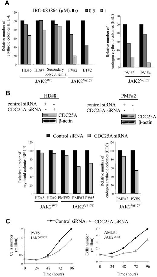 Figure 7. Pharmacologic or genetic inhibition of CDC25A inhibits clonogenic capacities of CD34+ cells from JAK2V617F-positive patients. (A) CD34+ cells from BM of HD, JAK2V617F-positive PV, or ET patients, and a patient with secondary polycythemia (JAK2WT), were purified and plated at a concentration of 1.5-3.103 cells/mL in duplicate, in the presence or the absence of the CDC25 inhibitor IRC-083864 and in the presence (left) or the absence (right) of EPO. The erythroid colonies (BFU-E) were scored at day 14. Results are expressed as percentage of control (untreated). (B) CD34+ cells from HD, or from JAK2V617F-positive PV or PMF patients, were purified, cultured overnight, and transfected with control or CDC25A siRNA. Top, siRNA efficiency was evaluated by Western blot 24 hours after transfection. Western blots are representative of results obtained on control and JAK2V617F samples. Bottom, cells (1.5-3.103) were plated in duplicate, in the presence (left) or the absence of EPO (right). The erythroid colonies (BFU-E) were scored at day 14. Results are expressed as percentage of control (control siRNA). (C) The growth of cells in erythroid differentiation medium was followed by cell counting after trypan blue staining.