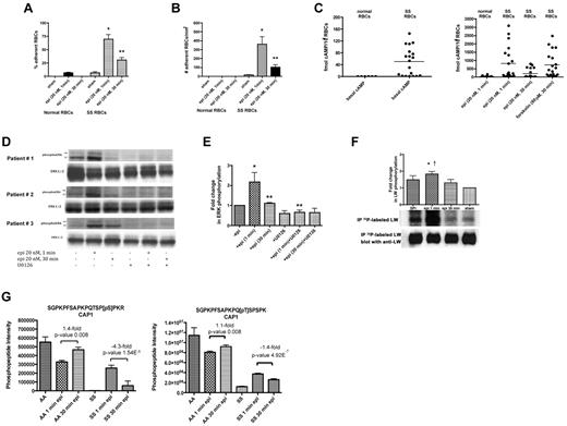 Figure 4. SS RBC adhesion is associated with the extent of ERK activation. (A-B) Adhesion of SS RBCs to endothelial cells is related to the duration of cell stimulation with epinephrine. Adhesion of RBCs to HUVECs was tested in both intermittent flow and flowing condition assays, and results are presented as precent adherent RBCs at a shear stress of 2 dynes/cm2 and number of adherent RBCs/mm2, respectively. Normal and SS RBCs were sham-treated, or stimulated with epi for 1 minute or 30 minutes. *P < .001 compared with sham-treated SS RBCs; **P < .001 compared with epi-treated SS RBCs. Error bars show SEM of 4 different experiments. (C) cAMP production in SS RBCs is associated with the time of cell stimulation with epinehprine. RBCs were treated with IBMX (for basal cAMP levels), followed or not with epi (for 1 minute or 30 minutes) or forskolin. The specific effect of epi and forskolin on cAMP accumulation was obtained by subtracting basal cAMP levels from the total cAMP levels. The basal cAMP production and specific amounts of cAMP because of epi or forskolin stimulation were normalized as fmol cAMP/108 RBCs. (D-E) ERK phosphorylation is dependent on the time of SS RBC exposure to epinephrine. SS RBCs were sham-treated or treated with epi for 1 or 30 minutes, U0126, or U0126 followed by epi for 1 or 30 minutes. Immunoblots of RBC proteins with antibodies against ERK and phosphoERK (D) and quantitative analysis of the data presented as fold change in ERK phosphorylation (E) are shown. ERK underwent increased phosphorylation after 1 minute exposure to epi, whereas phosphorylation decreased with longer (30 minutes) cell exposure to epi (n = 4). *P < .01 compared with nontreated cells; **P < .01 and **P < .001 for epi-treated for 30 minutes and U0126+epi-treated for 1 minute versus cells treated with epi for 1 minute, respectively (E). (F) Inorganic 32P radiolabeled intact SS RBCs were incubated in the presence (lanes 1, 2, and 3) or absence (lane 4) of SPI, followed (lanes 2 and 3) or not (lane 1) by treatment with epi for 1 minute (lane 2) or 30 minutes (lane 3). The cpm are representative of 3 different experiments, calculated by subtraction of cpm present in a lane (not shown) containing immunoprecipitates using immunoglobulin P3 from cpm obtained using anti-LW (ICAM-4) mAb for immunoprecipitation under each set of conditions indicated. *P < .01 compared with sham-treated; †P < .05 compared with SPI + epi (30 minutes)–treated SS RBCs. (G) Prolonged cell exposure to epinephrine negatively affects phosphorylation of adenylate cyclase-associated protein 1. RBC ghosts isolated from SS and normal RBCs treated with epi for 1 and 30 minutes were enriched in phosphopeptides and then subjected to a label-free quantitative phosphoproteomics analysis. Phosphorylation of both serine and threonine on CAP1 in SS RBCs decreased with increased time (1 minute vs 30 minutes) of cell exposure to epi, whereas an increase in the abundance of these phosphopeptides was observed in normal (AA) RBCs after 30 minutes exposure to epi. Each data point is an average of 3 analytical replicate measurements with error bars indicating SD.