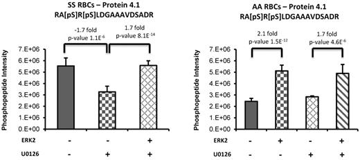Figure 5. Phosphorylation of protein 4.1 is induced via the ERK signaling pathway. Sham-treated or U0126-treated SS and normal (AA) RBCs ghosts coincubated with or without recombinant active ERK2 (ERK2) were enriched in phosphopeptides, followed by a label-free quantitative phosphoproteomics analysis. Treatment of SS RBCs with U0126 caused a significant decrease in doubly phosphorylated peptide within protein 4.1. The addition of ERK2 to the U0126-treated SS RBC ghosts increased the abundance of this phosphopeptide back to levels observed in untreated SS RBCs. The complementary trend for this phosphorylated peptide was also observed on the addition of ERK2 to AA RBCs sham-treated or U0126-treated.