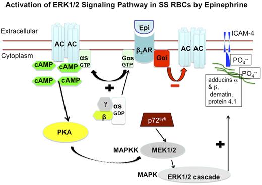 Figure 6. Schematic depiction of proposed increased activation of ERK signaling pathway in SS RBCs. Epinephrine stimulates β2ARs on SS RBCs. β2ARs are prototypic G-coupled receptors whose signaling is largely mediated by activation of stimulatory GTP-binding proteins (Gs proteins), and inhibited by activation of Gαi protein. Activation of Gs proteins in turn activates AC, leading to generation of cAMP, and the subsequent activation of PKA. The activity of downstream signaling proteins, such as MEKs and ERKs is enhanced by PKA activation. The tyrosine kinase p72Syk acts synergistically with PKA to activate MEK/ERK cascade. Activation of ERK results in phosphorylation of the ERK consensus motif on the cytoskeletal proteins α- and β-adducins, dematin, and protein 4.1, albeit not at the ERK consensus motif. Phosphorylation of cytoskeletal proteins may result in cytoplasmic membrane protein conformational changes, which could render ICAM-4 accessible to phosphorylation.