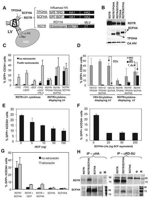 Figure 1. Co-display of RDTR and SCF on LVs allows transduction of immature c-Kit+hCD34+ cells. (A) Schematic representation of the LVs displaying the RD114 glycoprotein, SCF, and TPO. A TPO truncated form, 171 aa long, was fused to the N-terminus of the influenza HA glycoprotein (TPOHA). SCF was also fused to the N-terminus of the HA glycoprotein, which allowed efficient functional incorporation on LVs (SCFHA). Because these chimeric HA glycoproteins demonstrated a reduced infectivity, we needed to coexpress an additional fusion competent glycoprotein, RD114. The cytoplasmic tail of RD114 was exchanged for that of the MLV glycoprotein, resulting in a mutant RDTR, which allowed efficient incorporation on HIV vectors as described previously.17 (B) Immunoblots of LV particles displaying RDTR together with TPOHA, SCFHA, or both chimeric glycoproteins at their surface. LVs were purified over a sucrose cushion by ultracentrifugation. The upper part of the membrane was stained with Abs against the surface domain of RD114, the middle part with Abs against the influenza HA glycoprotein to detect the TPOHA and SCFHA chimeric envelopes. HIV-1 capsid (CA) was detected to assess equivalent loading of vectors. (C) CD34+ CB cells were incubated with RDTR/TPO-displaying (RDTR/TPOHA), RDTR/SCF-displaying (RDTR/SCFHA), or RDTR/SCF/TPO-displaying (RDTR/TPOHA/SCFHA) LVs in the presence or absence of RetroNectin. As controls, CD34+ cells were incubated with LVs displaying RDTR in the presence of recombinant cytokines with or without RetroNectin at MOI = 100. At day 3 after transduction, cells were evaluated for CD34+ surface marker and GFP expression by FACS (means ± SD, n = 6). (D) CD34+ CB cells were incubated with HIV vectors co-displaying the RDTR envelope with TPOHA, SCFHA, or both cytokines displaying glycoproteins in the absence of RetroNectin. Counterpart transductions with VSV-G/TPOHA, VSV-G/SCFHA, or VSV-G/SCFHA/TPOHA were performed. Transductions were performed at a MOI = 100 or MOI = 1. The percentage of GFP+CD34+ cells was analyzed by FACS (means ± SD, n = 4). CB hCD34+ cells were pre-incubated with increasing concentrations of rSCF (E) or empty SCFHA displaying lentiviral particles (F) as indicated on the x-axis. We indicated in the x-axis the functional SCF equivalent (= ng SCF activity; see “Determination of activity of cytokine-displaying vectors”). Subsequently, incubation with RDTR/SCFHA-LVs at MOI = 10 was performed. The percentage of GFP+CD34+ cells was analyzed 3 days after transduction by FACS (means ± SD, n = 3). (G) CD34+ CB cells were incubated with RDTR/SCFHA co-displaying vectors; RDTR-LVs in the presence of rSCF, SCFHA, or SCFHAX single-displaying vectors; or a mixture of RDTR single-displaying LVs (RDTR) and SCFHA single-displaying vectors (SCFHA). SCFHAX contains an inactivated cleavage site, making the glycoprotein incompetent for cell fusion. All transductions were performed at MOI = 10 in the presence and absence of RetroNectin. At day 5 after transduction, cells were evaluated for CD34+ surface marker and GFP expression by FACS (means ± SD, n = 3). (H) Immunoprecipitation of RDTR/SCFHA-LVs with anti-HA Abs followed by immunoblot detection of RDTR (left) and immunoprecipitation of RDTR/SCFHA LVs with anti-RD114 Abs followed by detection of SCFHA by Western blot (right) are shown. The positions of RDTR and SCFHA are indicated.