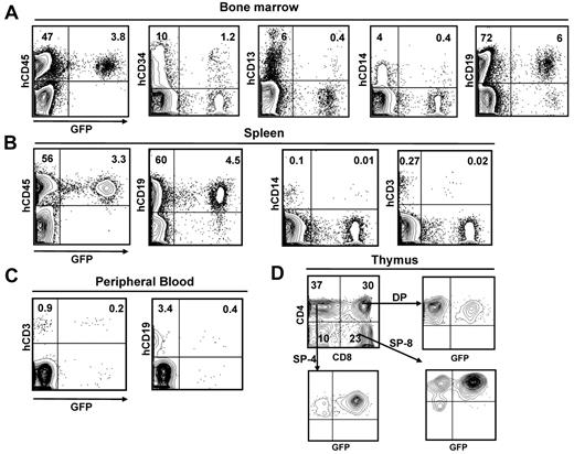Figure 5. Multilineage reconstitution of Balbc rag2−/−γc−/− mice with RDTR/SCFHA-LV–transduced hCD34+ cells. (A) FACS analysis of multilineage engraftment in BM of a Balbc rag2−/−γc−/− mouse reconstituted for 16 weeks with RDTR/SCFHA-LV–transduced CB CD34+ cells. The top right quadrants show the GFP+ cells within the early progenitors (hCD34+), B cells (hCD19+), myeloid progenitors (hCD13+), and monocytes (hCD14+) in the human graft (hCD45+ cells). FACS analysis of multilineage engraftment of the RDTR/SCFHA-LV–transduced CB CD34+ cells in the spleen and in PB is shown in panels B and C, respectively. Panel D shows the transduced cells in the thymic subpopulation: SP-4 (CD4+CD8−), SP-8 (CD4−CD8+), and DP (CD4+CD8+). The FACS profiles are representative of 6 experiments listed in Table 1.
