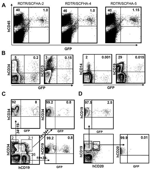 Figure 6. RDTR/SCFHA-displaying LVs allow in vivo gene transfer into immature hCD34+ cells in humanized mice. Newborn Balbc rag2−/−γc−/− mice received sublethal irradiation (2 × 1.5 Gy) and then 2 × 105 hCD34+ CB cells were injected into the fetal liver at day 2 to 4 after birth. After 13 weeks of reconstitution, RDTR/SCFHA-LVs were injected into both femurs of the humanized mice. Two to 3 weeks after injection, the mice were killed and the transduction of the different cell lineages in the BM was analyzed (A-D). The percentage of transduced human cells (hCD45+GFP+) is shown for 3 different injected animals listed in Table 2 (A). In panel B, transduction (GFP+) of immature progenitors (hCD34+), myeloid progenitors (hCD13+), monocytes (hCD14+), and pre- and pro-B cells (hCD19+) in the BM was analyzed by FACS. (C) Transduction in different BM subpopulations by CD34/CD19 double staining. Transduction is shown for very immature, nonlineage-committed CD34+ cells (CD34+CD19−), for pre- and pro-B cells (CD34+CD19+) and further differentiated B cells (CD34−CD19+). In panel D, transduction of immature B cells (CD19+CD20−) and of mature B cells (CD19+CD20+) are presented in the dot blots.