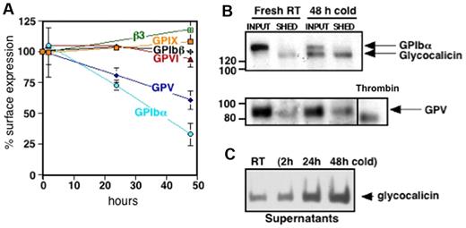 Figure 3. Cold storage primes murine platelets to shed GPIbα and GPV on rewarming. (A) Expression of murine VWFR components (GPIbα, GPIbβ, GPIX, GPV), GPVI, and αIIbβ3 was measured by flow cytometry before and after platelet storage in the cold. Results are expressed as means ± SDs; n = 5. Glycoprotein expression on freshly isolated platelets was set as 100%. (B) Fresh mouse platelets (Fresh RT) were surface-biotinylated, refrigerated in plasma for 48 hours, and rewarmed (48 hours cold). The integrity and/or release of the GPIbα and GPV ectodomains were assessed by immunoprecipitation with the use of specific anti-GPV and anti-GPIbα Abs. Input, indicates platelets and corresponding plasma; SHED, material released into the supernatant fraction after removal of the platelets by centrifugation. Shedding of GPV induced by treating fresh platelets with thrombin (Thr) is also shown. Blots are representative of 3 independent experiments. (C) Immunoblot for GPIbα supernatant lysates from fresh room temperature (RT) or refrigerated mouse platelets (2, 24, and 48 hours cold). The immunoblot is representative of 3 independent experiments.