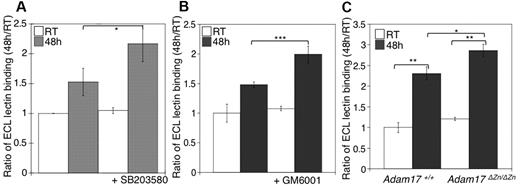 Figure 5. Inhibition of receptor loss during refrigeration increases the amount of terminal β-galactose on the platelet surface. (A-B) Flow cytometric analysis of terminal β-galactose on platelets treated with the p38 MAPK inhibitor SB203580 or the MP inhibitor GM6001 as detected with ECL FITC-labeled lectin. Lectin binding to fresh (RT) or refrigerated (48 hours) platelets in the absence or presence of 40μM SB203580 (A) or 100μM GM6001 (B) is shown. The ratio of mean fluorescence intensity binding to fresh platelets (RT) is plotted. Histograms report the mean ± SEM for 3 separate experiments. *P < .05, **P < .01, and ***P < .001. (C) Flow cytometric analysis of β-galactose exposure on glycoproteins detected with ECL FITC-labeled lectin. Lectin binding to fresh (RT) or longterm-refrigerated (48 hours) Adam17+/+ and Adam17ΔZn/ΔZn platelets is shown (n = 5); *P < .05 and **P < .01.