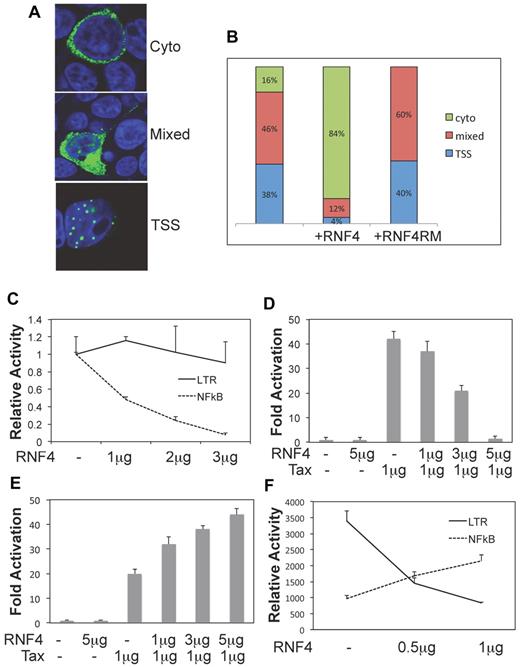 Figure 2. Quantitation of RNF4-induced Tax cellular redistribution. (A) HEK 293T cells were transiently transfected to express TaxGFP and at 48 hours after transfection, Tax localization was classified into 3 groups (cytoplasmic, mixed, and TSS). Shown are representative examples of each expression phenotype. (B) Quantitation of Tax distribution. Shown is the relative distribution of Tax-GFP localization alone, after coexpression of Tax-GFP and RNF4-mCherry (+ RNF4), and after coexpression of Tax-GFP and RNF4-mCherry RM (+ RNF4 RM). (C) The effect of RNF4 overexpression on the basal activity of the HTLV-1–LTR and the NF-κB–responsive promoter was assessed. Results are reported as the relative activity of the reporter alone and in the presence of RNF4 as determined by the luciferase enzyme assay. Also analyzed was the effect of RNF4 expression on Tax transcriptional activation of the HTLV-1–LTR (D) and the NF-κB–responsive promoter (E). Results are reported as the fold activation by Tax over basal transcription. (F) The impact of RNF4 expression on the activation of both HTLV-1–LTR and NF-κB–responsive promoters in HUT102 cells by endogenous Tax. Error bars indicate the SD of experiments performed in triplicate.