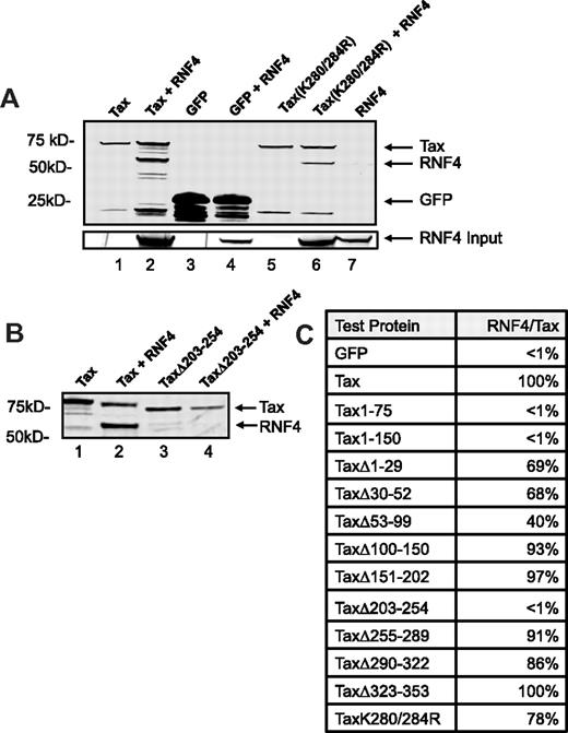 Figure 3. RNF4 binds Tax. HEK 293T cells were transiently transfected to express SGFP, S-TaxGFP, or S-TaxGFP mutants with RNF4-GFP. At 48 hours after transfection, S-tagged protein complexes were isolated on S-protein agarose, separated by SDS-PAGE, and subjected to immunoblot analysis with a anti-GFP polyclonal Ab. (A) Affinity precipitation of S-TaxGFP (lanes 1 and 2), SGFP (lanes 3 and 4), or S-TaxK280/284RGFP (lanes 5 and 6) in the presence or absence of cotransfected RNF4-GFP as indicated are shown. As a control for binding specificity, we also incubated S-beads with RNF4-GFP alone (lane 7). Shown is the immunoblot analysis with a polyclonal anti-GFP Ab. The migration of each GFP-fusion protein is indicated (arrows). Whole-cell lysates were normalized for expression of RNF4 (RNF4 input). (B) Affinity purification of S-TaxGFP and deletion mutant S-TaxΔ203-254GFP in the presence or absence of cotransfected RNF4-GFP. Indicated are the Tax/Tax mutant and RNF4 (arrows). (C) Relative binding efficiency of Tax and Tax mutants to RNF4. Densitometry analysis was used to determine the relative amount of RNF4 that coprecipitated with each of the Tax mutants. Binding efficiency was expressed as the ratio between recovered RNF4 and Tax or Tax mutant after subtraction of background. The binding of wild-type Tax to RNF4 was set at 100% and all other measures of binding efficiency were compared with this ratio.
