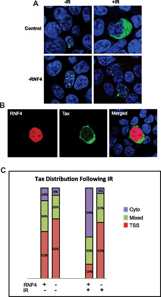 Figure 6. RNF4 expression required for DNA damage–induced relocalization of Tax. (A) RNF4-depleted cells (RNF4) or control cells (control) were transfected with S-TaxGFP. At 48 hours after transfection, the cells were either left untreated (−IR) or irradiated with 10 Gy (+IR) before recovery for 30 minutes. Cells were then fixed, counterstained with 4′,6-diamidino-2-phenylindole/TO-PRO (blue), and Tax (green) was visualized using confocal microscopy. Shown is the overlay image. (B) RNF4-depleted cells were cotransfected with S-TaxGFP (green) and RNF4-mCherry (red). Cells were fixed and analyzed by confocal microscopy. Shown are the individual and overlay (Merged) images. (C) Quantitation of Tax redistribution after IR. The graph represents the relative cellular distribution of Tax within the control cells or the RNF4-depleted cells before and after ionizing radiation.