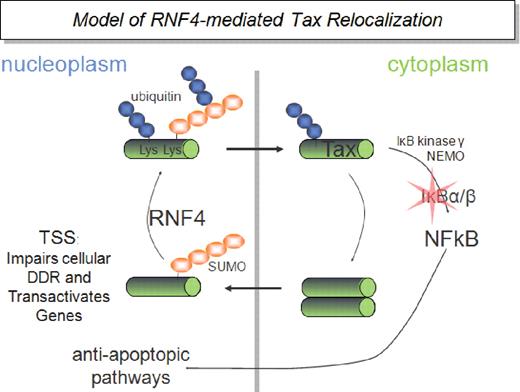Figure 7. Model of RNF4-mediated Tax relocalization. The HTLV1 Tax protein can sequester DNA-repair proteins (eg, DNA-PK and Chk2) into TSS's and also transactivate the promoters of host genes (eg, those responsive to CREB, AP-1, or p300/CBP). Tax enters the nucleus as a multimer, coincident with sumoylation, and forms TSS. After DNA damage, RNF4 targets sumoylated Tax for ubiquitylation resulting in nuclear egress of Tax. In the cytoplasm, interactions between Tax and NEMO lead to activation of the NF-κB pathway. Our work shows that this virus has adopted a sophisticated anti-apoptotic approach that depends on the STUbL RNF4.