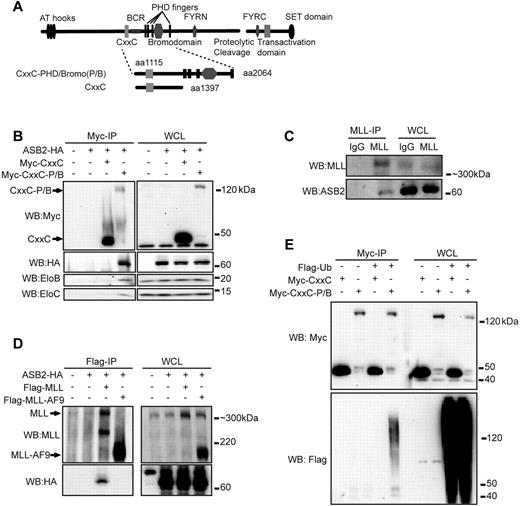 Figure 1. PHD/Bromo region interacts with ASB2 and mediates MLL ubiquitination. (A) Schematic diagram of the structure of wild-type MLL. The CxxC and CxxC-PHD/Bromo fragment used in immunoprecipitation are shown with the first and last MLL amino acid retained in the constructs indicated. (B) Myc tagged CxxC or CxxC-PHD/Bromo (CxxC-P/B) was coexpressed in 293 cells with HA tagged ASB2. Cells were treated with MG132 for 6 hours. Immunoprecipitation of CxxC or CxxC-PHD/Bromo followed by Western blotting shows that ASB2 and endogenous EloB and EloC specifically interact with CxxC-PHD/Bromo. (C) NB4 cells were treated with ATRA for 48 hours and with MG132 for 16 hours. MLL was immunoprecipitated with an anti-MLL antibody, and Western blotting using an anti-ASB2 antibody shows that endogenous ASB2 coprecipitates with MLL. (D) Flag tagged MLL or MLL-AF9 was coexpressed in 293 cells with HA tagged ASB2. After MG132 treatment, anti-Flag immunoprecipitation was performed followed by Western blotting, showing that ASB2 interacts with MLL but not with MLL-AF9. (E) Myc tagged CxxC or CxxC-PHD/Bromo and Flag tagged ubiquitin were coexpressed in 293 cells. Immunoprecipitation of CxxC or CxxC-PHD/Bromo was performed after MG132 treatment. Western blotting shows that CxxC-PHD/Bromo is conjugated with ubiquitin.