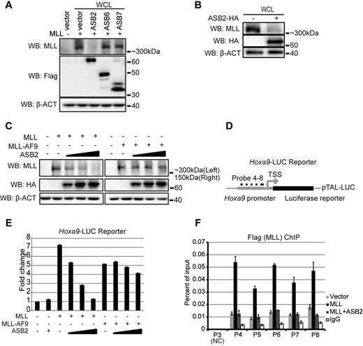 Figure 2. ASB2 leads to reduced MLL protein level and transactivation ability. (A) MLL was coexpressed with Flag tagged ASB2, 6 and 7 in 293 cells. Western blotting with whole cell lysate shows that ASB2 specifically degrades MLL. β-actin blot shows equal loading of the samples. (B) Expression of ASB2 in 293 cells followed by Western blotting with whole cell lysate shows that ASB2 leads to degradation of endogenous MLL. (C) Equimolar amounts of MLL or MLL-AF9 expression plasmids were cotransfected with ASB2 at the ratio of 6:1, 2.5, and 4 in 293 cells. Western blotting with whole cell lysate shows that MLL degradation is ASB2 dose-dependent, wherease the levels of MLL-AF9 are not affected. β-actin blot indicates equal loadings. (D) Schematic diagram of the Hoxa9-LUC reporter. (E) Dual luciferase assay was performed in 293 cells with Hoxa9-LUC reporter. Lanes 3 through 6 show expression of MLL with increasing dosage of ASB2, and lane 7 through 10 show expression of MLL-AF9 with increasing dosage of ASB2. The ratios between MLL or MLL-AF9 and ASB2 were the same as in panel C. All changes are normalized to lane 1, which includes Hoxa9-LUC and an empty expression vector. Error bars indicate SD. Results of 1 of more than 3 representative experiments performed are shown. (F) ChIP assay was performed in 293 cells transfected with Hoxa9-LUC, MLL, and ASB2. The ratio between MLL and ASB2 was 6:4. Probes 4 through 8 cover the promoter region of Hoxa9-LUC. Probe3 recognizes a region that exists in the endogenous Hoxa9 promoter but is not included in Hoxa9-LUC, and serves as a negative control. The nomenclature is consistent with Figure 6E, which shows the position of the probes on endogenous Hoxa9 locus. Error bars indicate SD. Results of 1 of more than 3 representative experiments performed are shown.