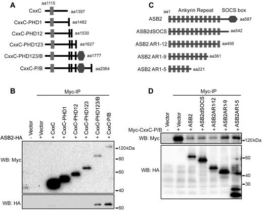 Figure 3. The Bromodomain/PHD4 of MLL and Ankyrin Repeat 1-5 of ASB2 mediate the interaction between MLL and ASB2. (A) Schematic diagram of the CxxC-PHD/Bromo serial deletions. The first and last MLL amino acid retained in the constructs are indicated. (B) CxxC-PHD/Bromo deletion constructs described in panel A were cotransfected with ASB2 into 293 cells followed by anti-Myc immunoprecipitation. Binding of ASB2 was detected by Western blotting with anti-HA antibody. (C) Schematic of HA tagged ASB2 serial deletions. The first and last ASB2 amino acid retained in the constructs are indicated. (D) ASB2 deletion constructs described in panel C were cotransfected with Myc-CxxC-PHD/Bromo in 293 cells followed by anti-Myc immunoprecipitation. Binding of ASB2 was detected by Western blotting with anti-HA antibody.