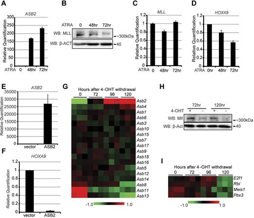 Figure 4. ASB2 expression leads to MLL degradation and MLL target gene down-regulation during hematopoietic differentiation. (A-D) NB4 cells were treated with ATRA for 0, 48, and 72 hours to induce differentiation. The expression of ASB2 (A), the protein levels (B) and transcription levels (C) of MLL, and the expression of HOXA9 (D) were measured by RT-qPCR or Western blotting. Transcription is shown relative to the level at 0 hours. Error bars indicate SD. β-ACTIN blot indicates equal loading. (E-F) ASB2 expression vector was transfected into NB4 cells by electroporation, and the expression levels of ASB2 (E) and HOXA9 (F) were measured by RT-qPCR. Expression is shown relative to empty vector transfected control cells. Error bars indicate SD. (G-I) Expression of Asb2, Mll, and Mll target genes during 4-OHT withdrawal induced differentiation of the Hoxa9-ER cell line. (G) Heat map generated from gene expression array data collected at different time points after 4-OHT withdrawal. The Asb genes were clustered according to their expression change. Data are shown in triplicate for each time point. (H) Mll protein level in Hoxa9-ER cells was determined by Western blotting at 72 and 120 hours with or without 4-OHT withdrawal. (I) Heat map of the Mll target gene expression generated from gene expression array data as in panel G.