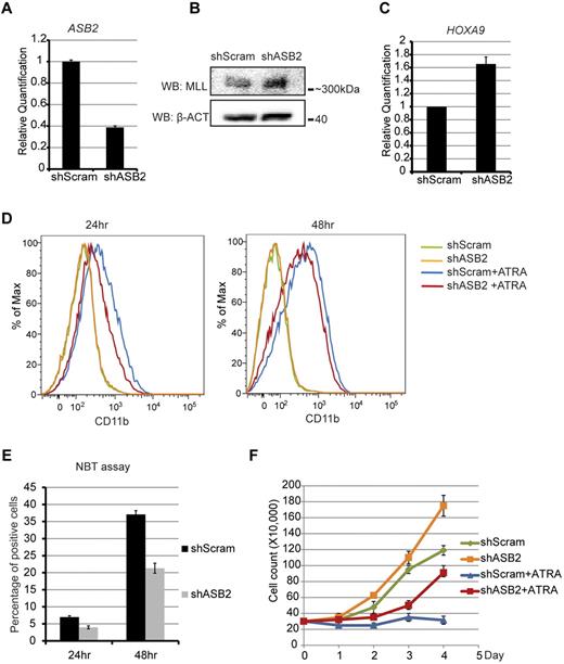 Figure 5. Knockdown of ASB2 up-regulates HOXA9 and delays cell differentiation. (A) RT-qPCR confirmation of ASB2 knockdown in NB4 cells after doxycycline treatment for 24 hours. Expression is shown relative to scrambled shRNA-transduced control cells. Error bars indicate SD. (B) Protein level of MLL was detected by Western blotting with whole cell lysate, which shows an increase after doxycycline induced ASB2 knockdown. (C) Expression of HOXA9 was measured by RT-qPCR after doxycycline induced ASB2 knockdown. Expression is shown relative to scrambled shRNA-transduced control cells. Error bars indicate SD. (D-E) NB4 cells were treated with doxycycline for 24 hours to induce ASB2 knockdown and then with ATRA to induce differentiation. (D) Expression of CD11b was determined by flow cytometry at 24 and 48 hours. (E) NBT assays were performed at 24 and 48 hours and the percentage of positive cells is shown. Error bars indicate SD calculated from 3 independent experiments. (F) Control and ASB2 knockdown NB4 cells were grown in liquid culture with or without ATRA treatment. A proliferation advantage was observed from ASB2 knockdown cells in both conditions. Error bars indicate SD.