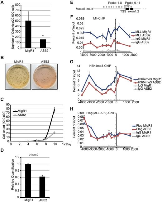 Figure 6. ASB2 reduces colony formation of MLL-AF9 transformed cells. (A) Colony numbers of MLL-AF9 cells transduced with empty vector or ASB2 from methylcellulose replating assay. Error bars indicate SD from 3 independent experiments. (B) P-iodonitro-tetrazolium violet staining of the colonies. (C) MLL-AF9 cells transduced with empty vector or ASB2 were grown in liquid culture. Significantly reduced cell proliferation was observed for ASB2-transduced cells. Error bars indicate SD. (D) RT-qPCR was performed to measure the expression of Hoxa9 in MLL-AF9 cells transduced with empty vector or ASB2. Expression is shown relative to empty vector-transduced control cells. Error bars indicate SD. (E) Schematic diagram showing the endogenous Hoxa9 locus and probes used in the ChIP assay. TSS: transcription start site. (F-H) ChIP assays were performed to determine the recruitment of Mll (F), the H3K4me3 level (G), and the recruitment of MLL-AF9 (H) on the Hoxa9 locus with probes shown in (E). Antibodies against MLL, H3K4me3 and Flag were used, respectively. Blue lines are data from MLL-AF9 cells transduced with empty vector; red lines are data from MLL-AF9 cells transduced with ASB2; and gray lines are IgG controls for each cell line. Error bars indicate SD.