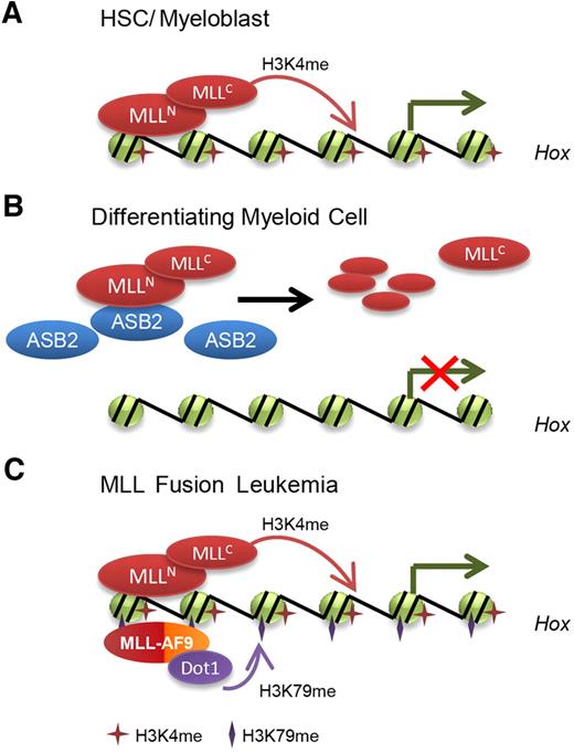 Figure 7. Model for the regulation of MLL degradation and HOX gene expression by ASB2 during normal and malignant hematopoiesis. (A) In hematopoietic stem cell and progenitor compartments, MLL maintains HOX gene expression. (B) During differentiation, ASB2 expression is induced, which leads to MLL ubiquitination and degradation. Less MLL is localized to HOX gene loci, resulting in inhibition of HOX gene transcription. (C) In MLL fusion protein-mediated leukemia, MLL fusion proteins lack the PHD/Bromo region that interacts with ASB2 and escape from ASB2-mediated degradation. Moreover, low expression of ASB2 leads to stabilization of wild-type MLL, which may also contribute to the constitutive activation of HOX genes and leukemogenesis.