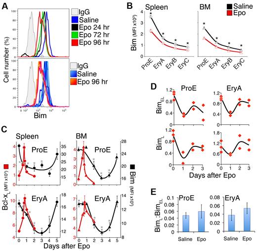 Figure 3. Transient Bcl-xL induction contrasts with slower Bim suppression in response to Epo injection. (A) Flow cytometric histograms of Bim in freshly harvested splenic ProE. (Top panel) Histograms corresponding to single mice at the indicated time points after Epo injection, or 24 hours after control saline injection. Bim levels decrease (histograms shift to the left) after Epo injection. (Bottom panel) Bim levels in 6 saline-injected mice (6 histograms in various shades of blue) and 3 Epo-injected mice (histograms in shades of red/orange). The x-axis is in fluorescence units. (B) Bim protein levels, measured as illustrated in panel A, in adult erythroid differentiation subsets 3 days after a single injection of either Epo (red, 300 U/25 g) or saline (black). Data are mean ± SEM of n = 21 mice for saline injection, and n = 10 mice for Epo injection. *P < .00001 (2-tailed t test, unequal variance) for differences between Epo and saline-injected mice. (C) Time course of Bcl-xL up-regulation (red symbols, plotted on the left, red-numbered y-axis) and Bim suppression (black symbols, plotted on the right, black-numbered y-axis) in spleen (circles) and BM (triangles) in response to a single Epo injection (300 U/25 g) on day 0. Includes a subset of the data plotted in panel B (for Bim) and Figure 2D (for Bcl-xL). Bim data are mean ± SEM of n = 21 mice for day 0, and n = 3 to 10 mice for days 1 to 5, pooled from 5 experiments. Bim ProE curves (black lines) for spleen and BM were hand-drawn. Bim on day 0 was significantly different from subsequent days, where indicated: spleen ProE: *P < .005; spleen EryA: *P < .025; BM ProE: *P < .02; BM EryA: *P < .01 (2-tailed t test, unequal variance). (D) Time course of BimL and BimEL mRNA levels after a single Epo injection (300 U/25 g), in freshly isolated and sorted BM EryA and ProE. Each data point is the mean of triplicate qRT-PCR measurements on sorted cells from individual mice, expressed relative to the β-actin mRNA and normalized to t = 0 (saline-injected mice). There was a significant decrease after Epo injection in BimEL mRNA in ProE (P = .00439, 2-tailed t test, unequal variance, all post-Epo injection data were pooled) and EryA (P = .013), and in BimL mRNA in ProE (P = .027). (E) The ratio of BimL to BimEL mRNA in Epo-injected and in saline-injected mice, in the experiments described in panel D. Data are mean ± SD; all Epo time points were pooled for the purpose of this analysis. There were no significant changes in this ratio with Epo injection.