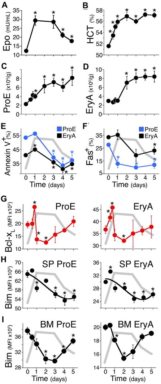 Figure 4. A reduced-oxygen environment elicits a rapid, transient Bcl-xL induction and a slower, persistent Bim suppression. (A-I) Mice were placed in a low oxygen chamber (11%) on day 0, for up to 5 days. (A) Endogenous plasma Epo, assayed by ELISA. Data are mean ± SEM. Epo was significantly elevated relative to day 0 (n = 27 mice) on all subsequent days (n = 6 to 12 mice per time point, P < .006, 2-tailed t test, unequal variance). The Epo time course is redrawn in gray in panels E to I. (B) Daily hematocrit (HCT) of blood collected immediately after euthanasia. Data are mean ± SEM of n ≥ 6 mice per time point. Differences from day 0 were significant at 12 hours (P = .019), 18 hours to day 5 (P < .0002). (C-D) Spleen ProE and EryA (cell number per gram body weight). Data pooled from 23 independent experiments. Each data point is mean ± SEM of n ≥ 6 mice. Differences from day 0 (n = 82 mice) were significant for ProE on day 1 (P = .005), day 2 (P = .047), days 3 to 5 (P ≤ .005), and for EryA on day 2 (P = .034), days 3 to 5 (P ≤ .001). (E) Annexin V binding in spleen ProE (blue) and EryA (black). Data points are mean ± SEM of 33 mice for day 0, and 3 to 7 mice for subsequent days, pooled from 2 to 5 independent experiments per day. Differences from day 0 are significant for ProE on days 3 to 5 (P ≤ .002), and for EryA on day 1 (P = .001) and days 3 to 5 (P = .03, 0.02, 0.001, respectively). (F) Fas-positive cell frequency in spleen ProE (blue) and EryA (black), measured by flow cytometry in freshly explanted tissue. Data are mean ± SEM of n = 26 mice pooled from 4 experiments (day 0), or n = 3 mice for subsequent days. Differences from day 0 were significant for ProE on day 1 (P = .024), day 3 (P < .00001), day 5 (P = .001), and for EryA on day 5 (P = .04). (G) Bcl-xL protein in spleen ProE and EryA measured by flow cytometry in freshly explanted tissue. Data pooled from 3 independent experiments. Each data point is mean ± SEM of n ≥ 3 mice. Differences from day 0 (n = 17) are significant for ProE at 18 hours (n = 3, P < .001), 24 hours (n = 7, P = .019), 48 hours (n = 5, P < .0005), and for EryA, at 12 hours (P = .046), 18 hours (P < .0001), 48 hours (P = .02). (H-I) Bim protein expression in spleen (H) and BM (I) ProE and EryA, measured by flow cytometry in freshly explanted tissue. Data are mean ± SEM of n ≥ 3 mice. Differences from day 0 were significant for spleen ProE on day 1 (P = .014), days 3 to 5 (P ≤ .005), spleen EryA on day 0.5 (P = .0014), days 2 to 5 (P < .04), BM ProE on day 2 (P = .007), day 3 (P < .00001), day 4 (P < .001), day 5 (P = .04), BM EryA on day 1 (P = .002), day 2 (P = .0001), day 3 (P = .05).