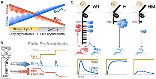 Figure 7. Regulation of Bcl-xL and Bim expression in erythropoiesis. (A) Model depicting expression of Bcl-xL (red) and Bim (blue) in the late and early erythroblast compartments, in basal erythropoiesis (solid lines) and during stress (fading shaded area). GATA-1 induces Bcl-xL and suppresses Bim during erythroid differentiation, with maximal responses achieved in late erythroblasts. The effects of EpoR during stress are superimposed on the basal pattern generated by GATA-1. EpoR signaling operates principally in the early erythroblast compartment, accelerating both Bim suppression and Bcl-xL induction. (B) Contrasting dynamic stress responses of the Bcl-xL, Bim and Fas pathways, all driven by the EpoR in the early erythroblast compartment. A sudden increase in stress drives a rapid, but transient, adapting Bcl-xL response. This response is reactivated with a further change in the stress level, but is insensitive to the absolute level of stress. Bim and Fas suppression in response to stress are slower but persistent and reflects the level of stress. (C) Mechanism of adaptation in the Bcl-xL response. In wild-type mice, p-Stat5 activates the transcription of negative regulators of Jak2 and Stat5 such as SOCS3, SOCS2, and CIS, which bind the EpoR distal cytoplasmic domain, limiting the duration of both the p-Stat5 and the Bcl-xL responses. In EpoR-H mice, absence of the distal EpoR domain results in a prolonged response and loss of adaptation. In EpoR-HM mice, both p-Stat5 activation and induction Bcl-xL are drastically attenuated because of the absence of Stat5 phosphotyrosine docking sites on the EpoR-HM mutant receptor.