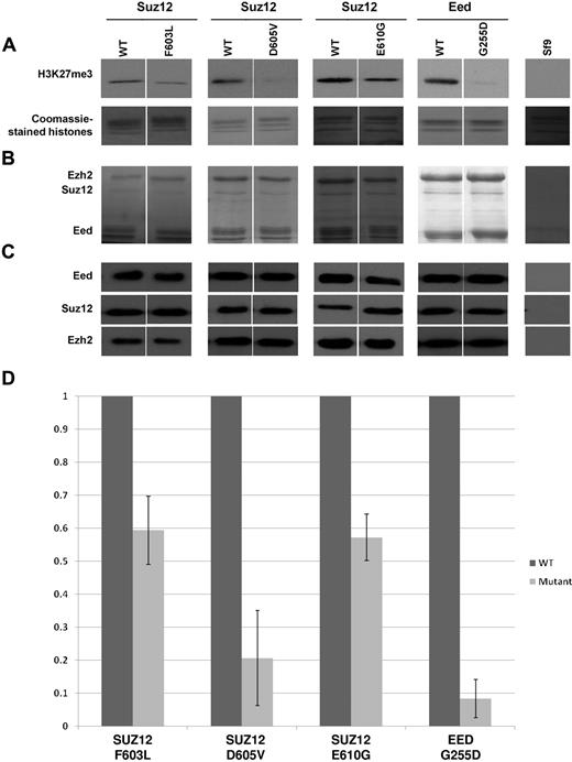 Figure 2. SUZ12 and EED mutations abrogate HMT activity. (A) In vitro HMT assay of baculovirus-expressed components demonstrating loss of activity with SUZ12 and EED mutant complexes (top panels) compared with WT controls. The SUZ12 mutants F603L, D605V, and E610G and the EED mutant G255D were identified in this study. Sf9 indicates uninfected insect cells. The bottom panel (Coomassie-stained histones) confirms the presence of the histone substrates in each reaction. (B) Coomassie-stained SDS-PAGE of immunoprecipitated PRC2 components Ezh2, Suz12, and Eed confirming the presence of each of these components in the assay. (C) Protein blots of immunoprecipitated PRC complexes with Abs indicated further confirming the presence of the 3 PRC2 components. All results were obtained in 2 independent clones, however, only clone 1 is shown here. (D) Normalized HMT assay results. The intensity of the H3K27me3 bands was normalized against the protein blot bands (Suz12 bands for Suz12 mutants and Eed bands for the EED mutant) and are shown as a percentage of WT activity. The error bars (SDs from mean values) are derived from 2 separate experiments with 2 independently derived clones.