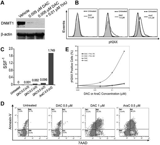 Figure 1. Effects of DAC on DNMT1 depletion, DNA damage, and apoptosis in normal hematopoietic precursors. (A) DAC 0.005μM depletes DNMT1 in normal hematopoietic precursors. Normal CD34+ cells were isolated from cord blood. DAC 0.005μM was added once daily on days 1-4 and DNMT1 was quantified by Western blot on day 5. (B-C) DAC > 0.5μM was required to induce measurable DNA damage. Twenty-four hours after DAC or AraC exposure, DNA damage was measured by flow-cytometric assessment for phosphorylation of histone H2AX (γH2AX; B) or the Fast Micromethod for DNA scission (C). Equimolar levels of AraC were used as positive controls. Gray histogram is the isotype control. (D) DAC > 0.5μM was required to induce apoptosis. Twenty-four hours after DAC or AraC exposure, apoptosis was measured by flow-cytometric assessment for annexin staining. Double annexin/7-amino-actinomycin D (7AAD)–positive cells represent late apoptosis/necrosis. (E) DAC up to 0.5μM in combination with THU did not cause significant DNA damage, as measured by flow-cytometric assessment of γH2AX levels 24 hours after addition of the drug to normal hematopoietic precursors. Results are expressed as a percentage of vehicle-treated controls.