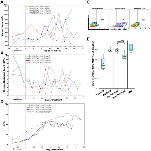 Figure 4. Pharmacodynamic effects of repeat-dose oral THU-DAC in nonhuman primates. A baboon with relatively low and a baboon with relatively high oral THU-DAC bioavailability in the pharmacokinetic (PK) studies (baboon numbers PA7472 and PA7470, respectively) received DAC 5 mg/m2, and another pair from each end of the PK range (baboon numbers PA7482 and PA7484, respectively) received DAC 10 mg/m2. DAC was administered 60 minutes after THU 400 mg/m2 2×/wk for 8 weeks. (A) Platelet counts during drug administration. (B) Absolute neutrophil counts during drug administration. (C) Phospho-H2AX (γH2AX) labeling of BM cells 96 hours after THU-DAC administration in week 8 in baboon number PA7472. Positive control HeLa cells treated with camptothecin 10μM. Negative control vehicle treated HeLa cells. (D) HbF expression during treatment. (E) Decrease in methylation of developmentally responsive CpG in the γ-globin gene (HBG) promoter after drug administration in baboon numbers PA7472 and PA7484. Based on the human β-globin gene locus (http://www.ncbi.nlm.nih.gov/nuccore/U01317), the coordinates of these CpGs were 33105, 33221, 34425, and 34483. Mass spectrometry was used to measure methylation levels in DNA extracted from erythroid precursors isolated from fetal BM (FBM), adult BM (ABM), before THU-DAC (pre-THU-DAC), and after 8 weeks of 2×/wk oral THU-DAC (post-THU-DAC) in baboon numbers PA7472 and PA7478, and from WBCs. Box-plot boundaries: interquartile range; horizontal line, median; +, mean; small boxes, outlying values; whiskers, range of values. P values are by Wilcoxon test.