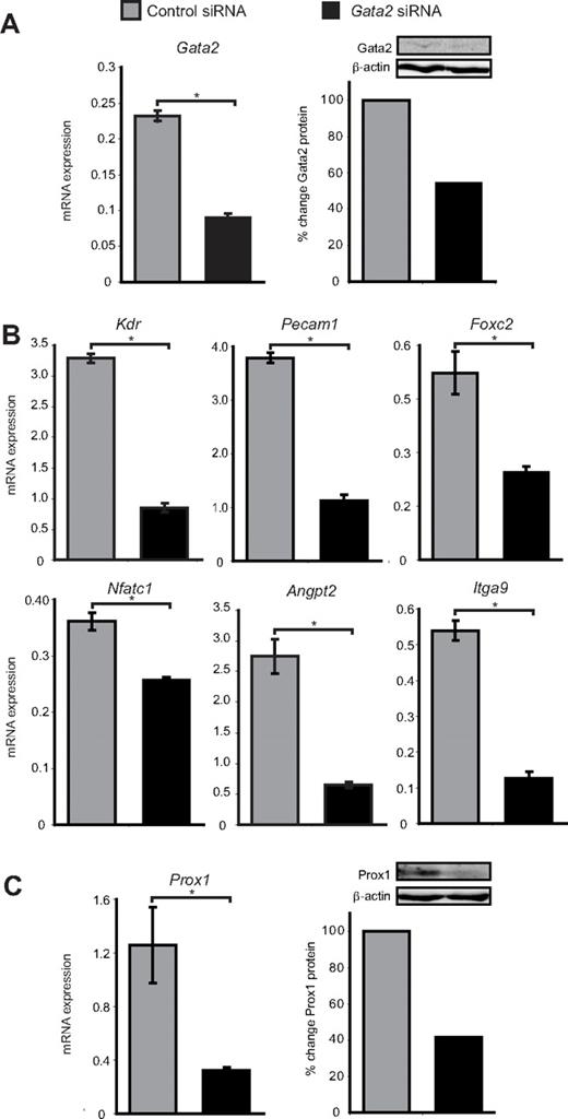 Figure 3. Gata2 target genes are down-regulated after siRNA knockdown of Gata2. (A) Gata2 mRNA and protein levels are substantially reduced in primary embryonic LECs after transfection with Gata2 siRNA, compared with transfection with control siRNA. (B) Quantification of Kdr, Pecam1, Foxc2, Nfatc1, Angpt, and Itga9 mRNA expression levels by real-time RT-PCR in primary LECs transfected with control and Gata2 siRNA. (C) Prox1 mRNA and protein levels are substantially reduced in primary embryonic LECs after transfection with Gata2 siRNA, compared with transfection with control siRNA that has no established targets. Error bars represent mean ± SEM (n = 3), and data are representative of 3 independent cell isolations from 20 to 30 embryos. *P < .05 (Student paired t test). Quantification of protein levels was calculated after normalization with respect to β-actin and expressed as percentage change from controls. Each lane contains equal amounts of protein pooled from 3 separate transfections.