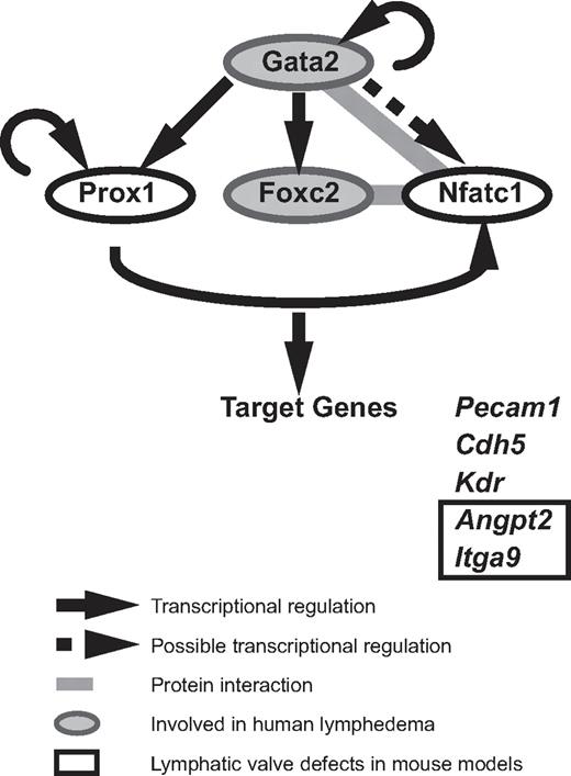 Figure 4. A model of Gata2 regulated transcription in LECs. Our data demonstrate that GATA2 regulates the expression of key transcription factors important for valve development. GATA2 lies upstream of Prox1, Foxc2, and Nfatc1. FoxC2 and NFATc1 have been demonstrated to interact together to coordinately regulate transcription in LECs. NFATc1 and Gata2 have been found to heterodimerize in myocytes, suggesting that these transcription factors might interact together in LECs. Gata2, Prox1, FoxC2, and NFATc1 have been demonstrated to bind the promoter and/or regulate the transcription of genes, including Pecam1, Kdr, Cdh5, Angpt2, and Itga9.
