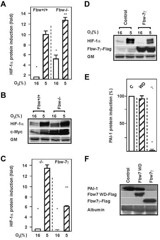 Figure 2. Lack of Fbw7 induces HIF-1α protein levels. (A,C) HCT116 Fbw7+/+ and HCT116 Fbw7−/− cells were cultured under normoxia (16% O2) for 24 hours and then further cultured for 4 hours under normoxic or hypoxic (5% O2) conditions. The HIF-1α protein levels measured by Western blot under normoxia (16% O2) were set to 1. Values are means ± SEM of 3 independent experiments. *Significant difference between 16% O2 versus 5% O2; **significant difference between 5% O2 Fbw7+/+ or 5% O2 Fbw7−/− versus 5% O2 + Fbw7. (B,D) Representative Western blot analysis. One hundred micrograms of total protein from HCT116 Fbw7+/+ and HCT116 Fbw7−/− cells was analyzed with Abs against HIF-1α, c-Myc, Flag M2, and Golgi membrane (GM). (E) HepG2 cells were transfected with an expression vector for either FlagM2-tagged Fbw7γ (γ), Fbw7WD (WD), or control vector, and PAI-1 levels were measured by Western blot. The PAI-1 protein level in the control was set to 100%. Values are means ± SEM of 3 independent experiments. *Significant difference in the control vector versus Fbw7γ and Fbw7WD. (F) Representative Western blot. One hundred micrograms of protein from the medium and 100 μg of total protein extract from HepG2 cells transfected as in panel E were analyzed with the hPAI-1, FlagM2, and albumin Abs, respectively.