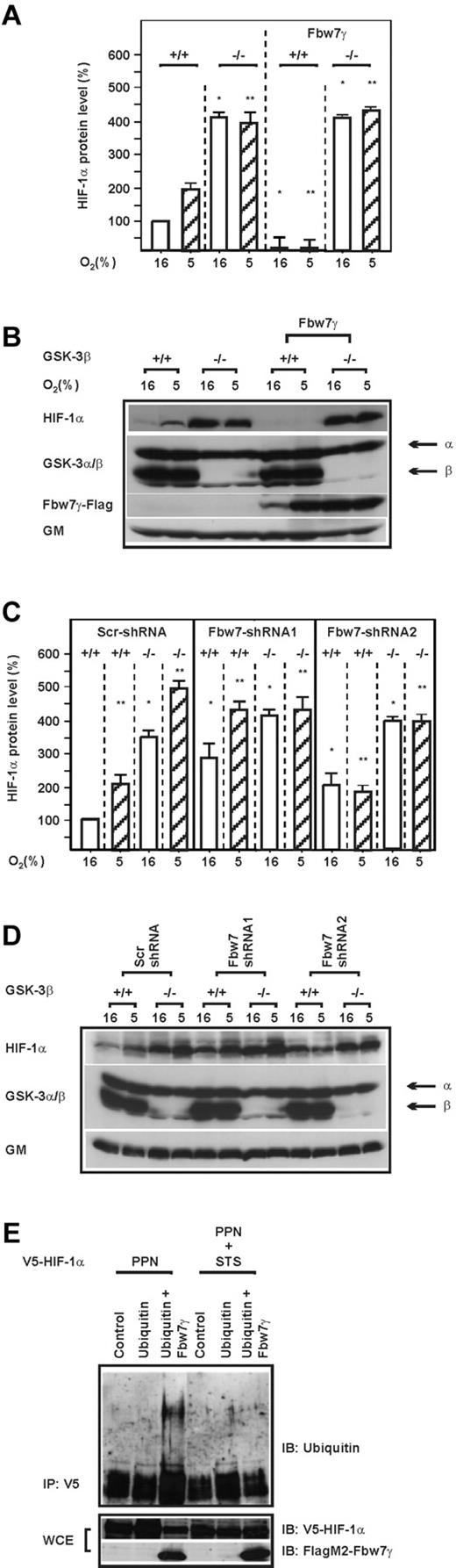 Figure 3. The destabilization and ubiquitylation of HIF-1α by Fbw7 is dependent on GSK-3β. (A,C) HIF-1α protein levels were measured by Western blot in GSK-3β+/+ and GSK-3β−/− cells or GSK-3β+/+ and GSK-3β−/− cells transfected with either an expression vector for FlagM2-tagged Fbw7γ or with vectors allowing expression of scrambled (Scr) shRNA or Fbw7 shRNA1 or Fbw7 shRNA2. The HIF-1α protein levels in GSK-3β+/+ cells were set to 100%. Values are means ± SEM of 3 independent experiments. *Significant difference between shRNA versus scrambled control. (B,D) Representative Western blot analysis. One hundred micrograms of total protein from GSK-3β+/+ and GSK-3β−/− cells was analyzed with Abs against HIF-1α, GSK-3α/β, Flag M2, and Golgi membrane (GM). (E) Immunoblot (IB) analysis of anti-V5 immunoprecipitates (IP) and whole-cell lysates (WCE) from HEK 293 cells cotransfected with expression vectors for the V5-tagged full-length HIF-1α mutant HIF-1α P402A/P564A/N803A (PPN), HIF-1α P402A/S551A/T555V/P564A/S589A/ N803A (PPNSTS), and Flag-tagged Fbw7γ (Fγ) or hemagglutinin-tagged ubiquitin.