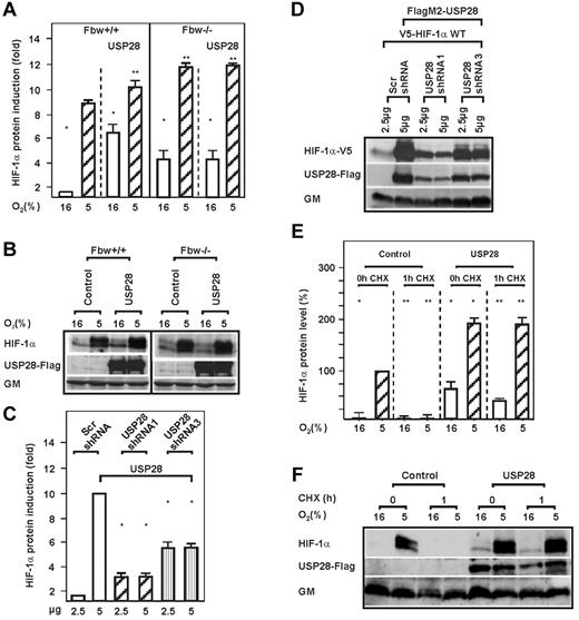 Figure 4. USP28 prolongs the half-life of HIF-1α but requires Fbw7. (A) HCT116 Fbw7+/+ and HCT116 Fbw7−/− cells were transfected with expression vectors for FlagM2-tagged USP28 and cultured for 4 hours under normoxic (16% O2) or hypoxic (5% O2) conditions. HIF-1α protein levels were measured by Western blot analysis. The HIF-1α protein levels under normoxia (16% O2) were set to 1. Values are means ± SEM of 3 independent experiments. *Significant difference between 16% O2 versus 5% O2; **significant difference between 5% O2 Fbw7+/+ or 5% O2 Fbw7−/− versus 5% O2 + Fbw7 or USP28. (C) HEK 293 cells were transfected with vectors allowing expression of scrambled (Scr) shRNA or USP28 shRNA1 or shRNA3. HIF-1α protein levels were measured by Western blot analysis. The HIF-1α protein levels in the controls were set to 1. *Significant difference between shRNA versus scrambled control. (E) HepG2 cells transfected with the USP28 expression vector were cultured under normoxia (16% O2) or hypoxia (5% O2) and after inhibition of protein synthesis with cycloheximide (CHX; 10 μg/mL), the HIF-1α protein half-life was measured by Western blot analysis. The HIF-1α protein levels at 0 hours were set to 100%. Values are means ± SEM of 3 independent experiments. *Significant difference between HIF-1α versus CHX; **significant difference between USP28 versus CHX. (B,D,F) Representative Western blot analyses. One hundred micrograms of total protein from HCT116 Fbw7+/+, HCT116 Fbw7−/−, HEK 293, and HepG2 cells were analyzed with Abs against HIF-1α, c-Myc, Flag M2, V5, and Golgi membrane (GM).
