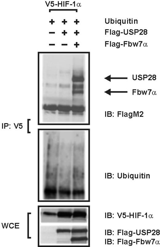 Figure 5. USP28 interacts with Fbw7 but not HIF-1α and counteracts Fbw7-dependent HIF-1α ubiquitylation. Immunoblot (IB) analysis of anti-V5 immunoprecipitates (IP) and whole-cell lysates (WCE) from HEK 293 cells cotransfected with expression vectors for V5-tagged full-length HIF-1α, FlagM2-tagged USP28, and Flag-tagged Fbw7α. Blots from IPs were probed with either FlagM2 or ubiquitin Abs; WCEs were probed with V5 or FlagM2 Abs.