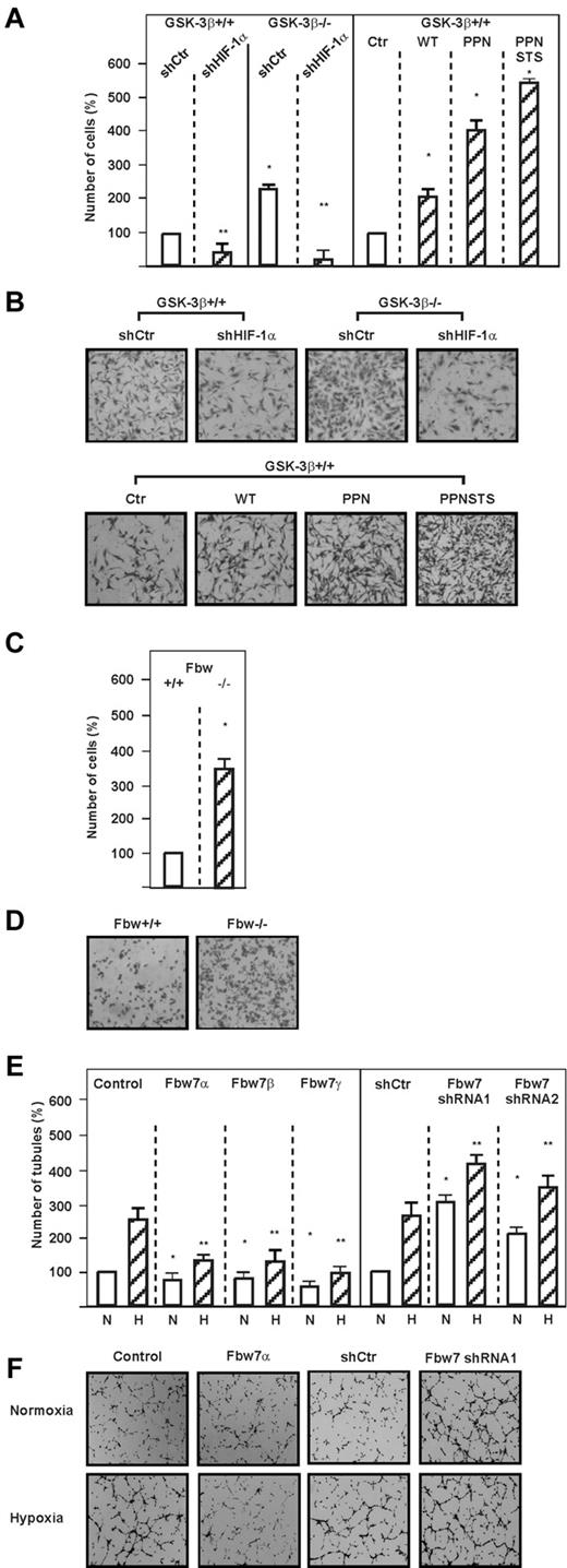Figure 6. Loss of GSK-3β induces cell migration via HIF-1α. (A) GSK-3β+/+ and GSK-3β−/− cells were transfected with vectors allowing expression of scrambled control shRNA (shCtr) or shRNA against HIF-1α (shHIF-1α). In addition, GSK-3β+/+ cells were transfected with expression vectors for the V5-tagged full-length HIF-1α (WT) or either the hydroxylation resistant V5-tagged HIF-1α P402A/P564A/N803A (PPN) or HIF-1α containing additional mutations in the GSK-3 sites P402A/S551A/T555V/ P564A/S589A/N803A (PPNSTS) or the empty vector (Ctr). Cells were seeded into Transwell chambers and the number of migrated cells was counted and quantified using ImageJ software. Data represent the number of cells relative to the control, which was set to 100%. *Significant difference between GSK-3β+/+ or GSK-3β+/+ + shRNA control versus GSK-3β−/− or GSK-3β−/− + shRNA control, as well as between control vector versus HIF-1α WT, HIF-1α PPN, or HIF-1α PPNSTS. **Significant difference between shRNA control versus HIF-1α shRNA. (B) Photographs from a representative Transwell chamber experiment. (C) HCT116 Fbw7+/+ and HCT116 Fbw7−/− cells were cultured in Transwell chambers for 16 hours and the number of migrated cells was counted and quantified using ImageJ Version 1.457 software. Data represent the number of cells relative to the control, which was set to 100%. *Significant difference between HCT116 Fbw7+/+ versus HCT116 Fbw7−/−. (D) Photographs from a representative Transwell chamber experiment. (E) HMEC-1 cells were either transfected with empty control vector (Control), expression vectors for Fbw7α, Fbw7β, Fbw7γ, or with vectors allowing expression of scrambled control shRNA (shCtr) or shRNA1 or shRNA2 against Fbw7. Transfected cells were seeded onto Matrigel-coated wells for 2 hours, and then exposed to normoxia (N) or hypoxia (H) for 6 hours. Formation of capillary-like structures was assessed by counting the number of tubules using ImageJ software. Data represent the number of tubules relative to the control, which was set to 100%. *Significant difference between the control vector versus Fbw7 isoforms under normoxic conditions; **significant difference between the control vector versus Fbw7 isoforms under hypoxic conditions. (F) Photographs from representative examples of an in vitro angiogenesis experiment.