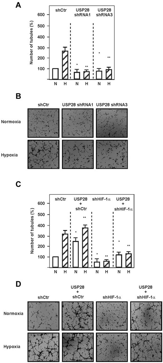 Figure 7. USP28 is involved in hypoxia and HIF-1–dependent capillary formation. (A) HMEC-1 cells were transfected with vectors expressing USP28 shRNA1 or USP28 shRNA3 or control shRNA (shCtr). Cells were seeded onto Matrigel-coated wells for 2 hours and then exposed to hypoxia (H) or normoxia (N) for 6 hours. The number of tubules from each well was counted using ImageJ Version 1.457 software. Data represent the number of tubules relative to the control, which was set to 100%. *Significant difference between the shRNA control vector versus USP28 shRNA vectors under normoxia. **Significant difference between the shRNA control vector versus USP28 shRNA vectors under hypoxia. (B) Photographs from a representative in vitro angiogenesis experiment. (C) HMEC-1 cells were transfected with vectors for control shRNA (shCtr) or shRNA against HIF-1α (shHIF-1α) alone or in combination with a vector expressing USP28. Cells were plated onto Matrigel-coated wells as described in panel A. *Significant difference between the control vector versus USP28 and shRNA under normoxia; **significant difference between the control vector versus USP28 and shRNA under hypoxia. (D) Photographs from a representative in vitro angiogenesis experiment.