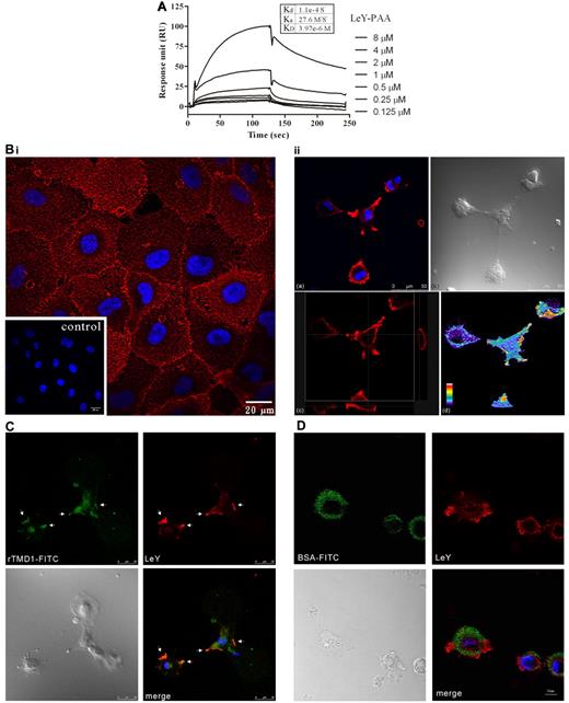 Figure 2. rTMD1 interacts with LeY Ag. (A) SPR measurement. Various concentrations of LeY were passed through a HEK293-expressed rTMD1Δ-conjugated CM5 chip. The x-axis shows flow time, and the y-axis shows interaction strength. (B) Confocal microscopy image shows the distribution of LeY on HUVECs. (Left panel) The expression of LeY while HUVECs were grown on gelatin-coated surface; the inset shows the IgM control. (Right panel) The distribution of LeY on HUVECs during tube formation on Matrigel. Confocal microscopy was used to obtain an XY-Z stack (3-D series). (a) An X-Y frame shows the distribution of LeY on membrane protrusions. (b) A phase-contrast image (bright field) from same area as that in subpanel a. (c) Confocal microscopy image of transverse X-Z and Y-Z sections of HUVECs labeled with LeY Ab on Matrigel, respectively. (d) Confocal microscopy image of a 3-D reconstruction of HUVECs labeled with LeY Ab on Matrigel. Pseudo-color represents the strength of the signal. The strongest signal is displayed in white. (C) Confocal microscopy image shows the interaction of HEK293-expressed rTMD1-FITC and LeY on HUVECs during tube formation on Matrigel. HUVECs were dissociated in buffer from the culture dish by nonenzymatic cell dissociation and incubated with rTMD1-FITC (C) or BSA-FITC (D) on Matrigel for 1 hour. Green, rTMD1-FITC (C) or BSA-FITC (D); red, LeY; blue, nucleus (DAPI stain). Merged channel shows colocalization (white arrows) of rTMD1-FITC and LeY at membrane ruffles and protrusions. A similar result was obtained by assessing 25 cells by confocal microscopy. Representative figures are shown. Observations were repeated in at least 3 separate experiments.