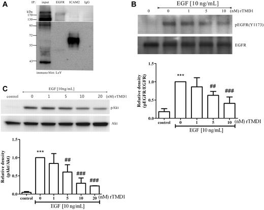 Figure 4. rTMD1 inhibits EGF-mediated signaling in HUVECs. (A) EGFR was modified by LeY. HUVECs lysate was immunoprecipitated with Abs against EGFR, ICAM2, or IgG, and then immunoblotted with LeY Ab. ICAM2 acts as a positive control and IgG as a negative control. (B-C) HUVECs were preincubated with various concentrations of Pichia-expressed rTMD1 for 30 minutes, and then stimulated with 10 ng/mL EGF for 10 minutes. (B) rTMD1 concentration-dependently inhibited phosphorylation of tyrosine 1173 on EGFR. EGFR in HUVECs lysate was immunoprecipitated with EGFR Ab, and then immunoblotted with an Ab against the phosphor-tyrosine1173 on EGFR. (C) rTMD1 decreased activation of Akt induced by EGF. The similar results were obtained in at least 3 different experiments, and the relative density of each band was quantified and normalized. The densitometry values are mean ± SD. ***P < .001 compared with the control; ##P < .01 and ###P < .001 compared with EGF alone.