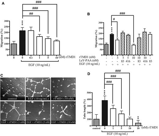 Figure 5. rTMD1 suppresses EGF-mediated HUVEC migration and tube formation. (A) Pichia-expressed rTMD1 inhibits EGF-mediated HUVEC migration. EGF-containing media was added to the bottom compartment of a Boyden chamber as chemoattractant, and rTMD1 was preincubated with HUVECs 30 minutes before being added to the upper compartment. (B) Multivalent LeY Ag blocks the rTMD1-mediated inhibitory effect on EGF-elicited endothelial cell migration. The Boyden chamber assay was performed. rTMD1 was mixed with multivalent LeY (LeY-PAA) in cell solution, and EGF was used as chemoattractant. ***P < .001 compared with the control. #P < .05, ##P < .01, and ###P < .001 compared with EGF alone. The data are the mean ± SD (n = 6). Similar results were obtained in at least 3 independent experiments. (C-D) rTMD1 inhibits tube formation induced by EGF. (C) Schematic presentation of tube structure on Matrigel after 14 hours of incubation. (D) Statistical analysis of the tube length in each group. The magnification bar is 20 μm. The data are the mean ± SD (n = 3). Similar results were obtained in at least 3 independent experiments. **P < .01 and ***P < .001 compared with the control; ###P < .001 compared with EGF alone.