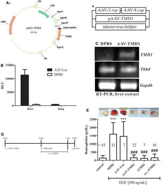 Figure 7. AAV-TMD1 suppresses experimental angiogenesis in vivo. (A) Schematic representation of the construction of pAAV-TMD1 and generation of AAV-TMD1 particles by tripartite transfection of 3 plasmids into 293A cells. (B) Luciferase assay. Equivalent samples were analyzed after inoculation of the mice with AAV-Luc or DPBS. RLU indicates relative light unit. (C) RT-PCR of liver extract after inoculation of mice with AAV-TMD1 or DPBS. TMD1: human TMD1, 381 bp; Thbd: mouse TM, 130 bp; Gapdh: mouse GAPDH, 601 bp. (D) Experimental protocol. FVB mice were divided into 6 groups; 1 was given a single injection of AAV-TMD1, DPBS, or AAV-Luc 4 days before implantation of Matrigel; was given a subcutaneous injection of 200 μL of Pichia-expressed rTMD1 (80 μg/mL) daily from day 4 to day 7, and the others were given Matrigel containing EGF with or without rTMD1 (44 nmol/L). On day 8, the mice were killed and the lung, liver, and Matrigel were collected. The angiogenic index was evaluated by the hemoglobin content in the Matrigel. (E) Statistical analysis of the murine angiogenic assay. The data represent mean ± SD. Similar results were obtained in 3 independent experiments; n represents the number of plugs for each group. ***P < .001 compared with the control. ###P < .001 compared with the DPBS or AAV-Luc. s.c. indicates subcutaneously; and i.v., intravenously.