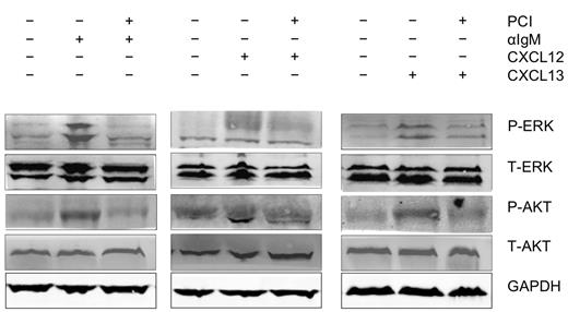Figure 5. Abrogation of signaling downstream of the BCRs and of CXCR4 and CXCR5 receptors. Displayed are immunoblots from CLL cells from 1 representative patient of 9 patients, that were either unstimulated or stimulated for 10 minutes with anti-IgM (αIgM, left row), CXCL12 (middle row), or CXCL13 (right row) in the presence or absence of PCI-32765 as indicated. P indicates immunoblotting for the active, phosphorylated form, whereas T represents the nonphosphorylated, total amount of the respective proteins.