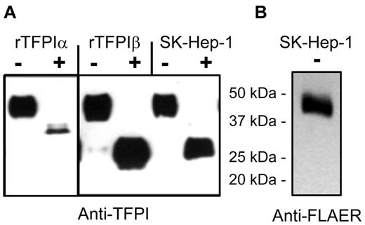 Figure 3. Western blots and identification of TFPI isoforms by deglycosylation for SK–Hep-1 endothelial cells. (A) Recombinant TFPIα, PIPLC-released rTFPIβ, and PIPLC-released SK–Hep-1 TFPI were affinity purified and then treated without (−) or with (+) degylcosylation enzymes and probed using anti-TFPI polyclonal antibodies. (B) PIPLC-released SK–Hep-1 TFPI probed with FLAER and anti-FLAER.