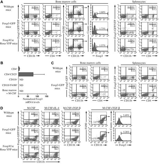 Figure 1. Foxp3 expression in bone marrow cells and splenocytes of wild-type, Foxp3-GFP and Foxp3Cre Rosa-YFP mice in homeostatic and activating conditions. (A) Flow cytometric analysis was performed on bone marrow cells and splenocytes from wild-type, Foxp3GFP and Foxp3Cre RosaYFP mice (all on a C57Bl/6 background). Cells were stained with anti–CD11b-APC, anti–F4/80-PE or anti–CD4-PE. Percentages of single or double positive cells in the respective quadrants of the dot plots are indicated. Histograms show Foxp3 intensity in gated F4/80+CD11b+ cells. (B) Foxp3 mRNA levels were determined in macrophages and T cells by qRT-PCR. CD11b+ cell-enriched splenocytes were obtained by incubation with magnetic-activated cell sorting (MACS) CD11b beads and further purified after incubation with FITC-conjugated anti-CD11b antibodies and PE-conjugated anti-F4/80 antibodies and subsequent sorting by flow cytometry on a FACSVantage apparatus. CD4+ cells were obtained from lymph nodes and purified with the Mouse T cell CD4 Subset Column Kit. From this population, CD4+CD25+ Treg cells were purified by FACSVantage. The purity of the populations varied from 96% to 99%. Bone marrow cells were stimulated with 20 ng/mL M-CSF for 3 days. (C) Flow cytometric analysis was performed (as described in panel A) on bone marrow and splenocytes from wild-type and Foxp3GFP mice, 5 weeks post immunization with collagen type II in complete Freund's adjuvant containing heat-killed Mycobacterium tuberculosis. (D) Bone marrow cells of naive mice were stimulated for 3 days with M-CSF (20 ng/mL) or M-CSF and IL-4 (10 ng/mL). Bone marrow cells of immunized mice were stimulated for 3 days with M-CSF and TGF-β (1 ng/mL). Cells were stained as described in panel A. Percentages of single or double positive cells in the respective quadrants of the dot plots are indicated. Histograms show Foxp3 intensity in gated F4/80+CD11b+ cells stimulated with M-CSF and TGF-β. In this condition, Foxp3Cre Rosa-YFP mice were not included. In each of the panels, the data were obtained from a pool of 2 to 3 mice. ND indicates not detected.
