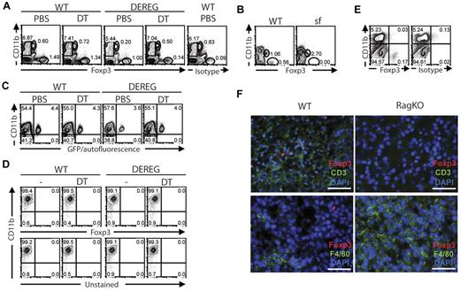 Figure 1. Lack of Foxp3 expression by macrophages. (A) WT and DEREG mice were treated on 2 consecutive days with 1μg DT or PBS intraperitoneally. One day later, collagenase/DNase-digested splenocytes were analyzed by flow cytometry. CD11b (M1/70), Foxp3 (FJK-16s) or rat IgG2a/κ isotype staining is shown. (B) BM was isolated from 2-3 weeks old WT or scurfy males and analyzed by flow cytometry. CD11b and Foxp3 expression is shown. (C) BM of PBS- or DT-treated WT and DEREG mice was analyzed by flow cytometry. CD11b expression of CD3ϵ/TCRβ/TCRγδ− cells is plotted against GFP/autofluorescence. (D) BMM were generated as described9 from WT or DEREG mice except 100ng/mL DT was added on d0 and d3 of culture where indicated. BMM were harvested using accutase and analyzed by flow cytometry. CD11b vs Foxp3 expression is shown in the top panel. The bottom panel is unstained for Foxp3. (E) B16-OVA tumors were established in WT mice5, harvested, collagenase/DNase-digested and analyzed by flow cytometry. CD11b, Foxp3 or isotype staining is displayed. (F) B16-OVA tumors were established in WT or Rag KO mice, resected and cryopreserved. Five micrometer sections were analyzed by immunofluorescence microscopy after staining for Foxp3 (FJK-16s), F4/80 (BM8), CD3 (N1580) and AlexaFluor488- or AlexaFluor555-labeled secondary antibodies. AxioImager Z1, Axiovision 4.6.3.0 software, and AxioCam MRm were applied for image acquisition and analysis. Foxp3 (red), CD3 (green) and DAPI (blue) signals are displayed in the upper panel; the lower panel shows Foxp3 (red), F4/80 (green) and DAPI (blue) stainings. All images were acquired with 400× magnification and a 50 μm white scale bar is displayed. (A-E) All flow cytometry analyses were performed after Fc receptor blocking with anti-CD16/32 (2.4G2). Cells were acquired on LSRII (BD Biosciences), analyzed by FlowJo (Tristar) and dead cells were excluded by ethidium monoazide (EMA) photolysis. (A-F) All experiments are representative of 2-3 independent experiments.