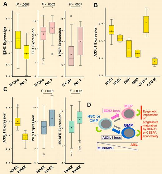 PcG proteins represses key lineage-commitment genes. Accordingly, loss of EZH2 associated with deletion of chromosome 7 is accompanied by significant up-regulation of the key megakaryocyte differentiation driver FLI1, and decreased expression of ASXL1 is accompanied by significant up-regulation of the monocyte differentiation-driver PU.1. (A) Decreased EZH2 expression produced by chromosome 7 loss (Del. 7) is associated with significant up-regulation of FLI1 and thrombopoietin receptor (TPOR). N.Cyto, n = 106; Del. 7, n = 18. Gene expression data extracted from GSE6891. Wilcoxon test. Box plot boundaries = interquartile range; horizontal line = median; + = mean; whiskers = range of values; small boxes = out-lying values. (B) In a normal hematopoietic hierarchy, ASXL1 expression is lowest in colony forming unit monocyte (CFU-M) cells compared with CFU-granulocyte (CFU-G), granulocyte monocyte progenitors (GMP), common myeloid progenitors (CMP), CD38-/CD34+ hematopoietic stem cells (HSC2) and CD133+/CD34dim HSC (HSC1). Gene expression data extracted from GSE24759. (C) In AML with normal cytogenetics, lower ASXL1 expression (ASXlo, n = 53) is significantly associated with higher expression of PU.1 and macrophage colony stimulating factor receptor (MCSFR; higher ASXL1 expression = ASXhi, n = 53). Wilcoxon test. (D) Evolution of MDS/MPD into AML is associated with lineage-restriction of self-renewing leukemia initiating cells,8–10 a differentiation-transition that is favored by EZH2 or ASXL1 inactivation. Mutations in key hematopoietic transcription factor genes such as RUNX1 or CEBPA impair progressive maturation of lineage-committed cells, a critical element in transformation into AML. MEP indicates megakaryocyte-erythroid progenitors.
