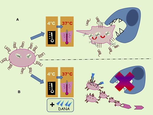 Refrigeration and platelet activation increases platelet surface expression of the sialidase Neu1 providing desialylation of the platelet VWF receptors. Cold-stored platelets undergo clustering of these receptors. GPIbα and GPV are cleaved from the surface of refrigerated platelets by metalloproteinase ADAM17. These phenomena result in increased clearance of the platelets because of the recognition of β-N-acetylglucosamine (β-GlcNac) residues on clustered GPIbα by the αMβ2 integrin receptor present on hepatic macrophages and of desialylated GPIbα by the Ashwell-Morell receptor present on hepatocytes (A). Addition of the sialidase inhibitor, DANA, enhances the recovery and circulation of refrigerated platelets, but did not completely prevent galactose exposure (B).