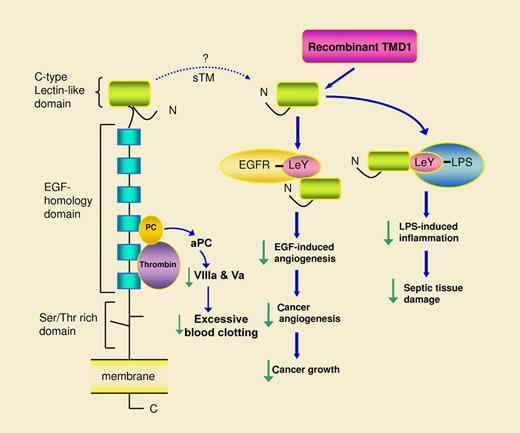 Recombinant thrombomodulin domain 1 (TMD1, equivalent to lectin-like domain) binds Lewis Y antigen (LeY)–containing proteins such as epidermal growth factor receptor (EGFR) via which it neutralizes the angiogenic action of EGF and thereby suppresses tumor angiogenesis and growth. TMD1 was previously shown to bind LeY-containing lipopolysaccharide (LPS) and attenuate LPS-induced inflammation and tissue damage. The dotted lime depicts possible release of the lectin-like domain into circulating blood as a component of soluble thrombomodulin (sTM). Soluble lectin-like domain may act in a manner similar to TMD1 and may serve as a sensor of LeY for control of LeY-induced pathophysiologic processes.